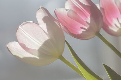 Close-up of pink tulip