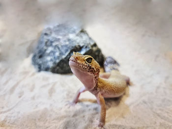 Close-up small lizard on the sand looking at something