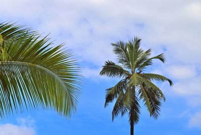 Low angle view of coconut palm tree against sky