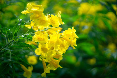 Close-up of yellow flowering plant