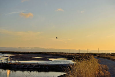 Birds flying over sea against sky during sunset