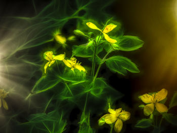 Close-up of yellow flowering plant