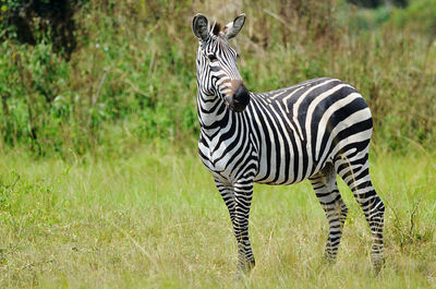 Zebra standing on field