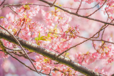 Low angle view of pink cherry blossom