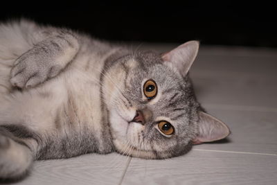 Close-up portrait of british shorthair cat 