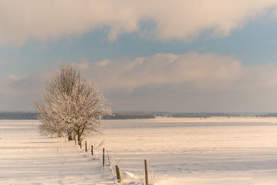 Tree on snow covered field against sky