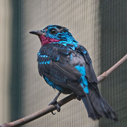bird