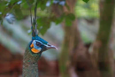 Close-up of a peacock