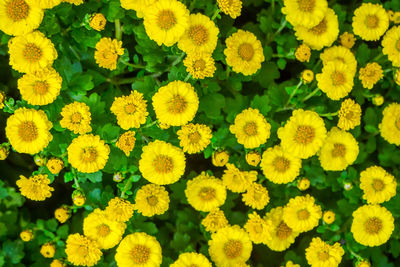 Full frame shot of yellow flowers blooming in field