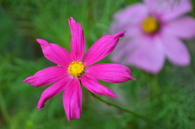 Close-up of pink flower