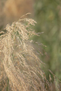 Close-up of wheat growing on field