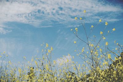 Yellow flowering plants on field against sky