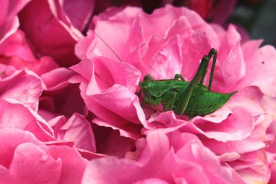 Close-up of insect on pink flower