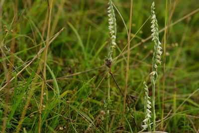 Close-up of plant growing on field