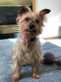 Portrait of dog at home