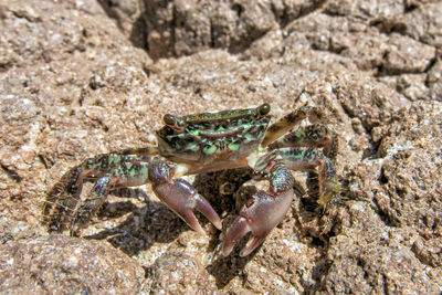 Close-up of crab on rock