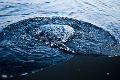 High angle view of humpback whale diving in sea