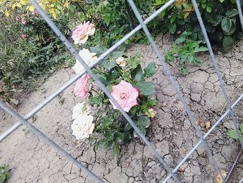 High angle view of pink rose blooming outdoors