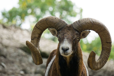 Close-up of mouflon 