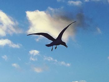 Low angle view of seagull flying in sky