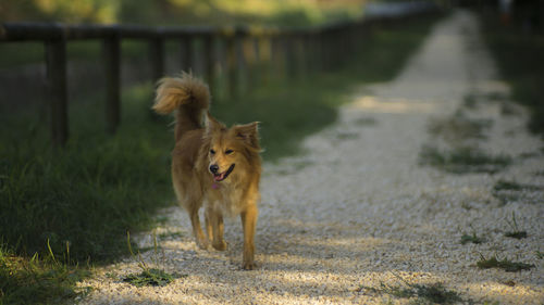 Dog walking on beach