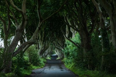 Trees in forest