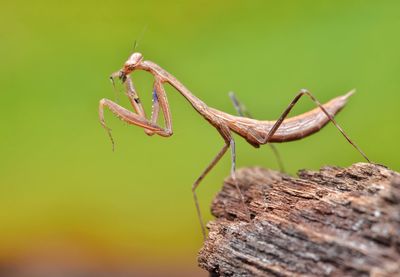 Close-up of praying mantis on wood