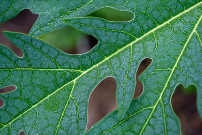 High angle view of leaves