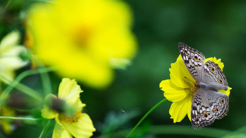 Close-up of butterfly on flower