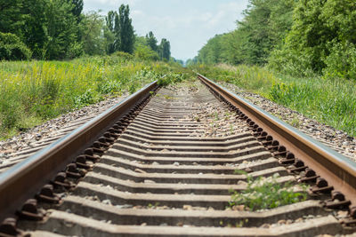 Surface level of railroad track along trees