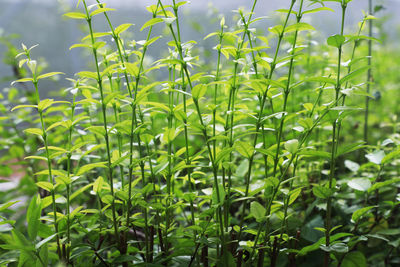 Close-up of fresh green plants