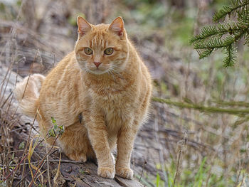 Portrait of a cat