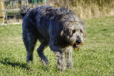 Close-up of dog on grass