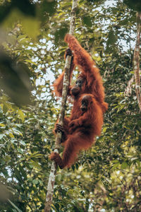 Low angle view of monkey on tree