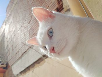 Close-up portrait of a cat