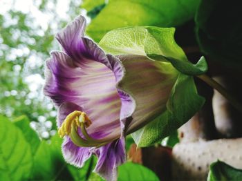 Close-up of purple flowering plant