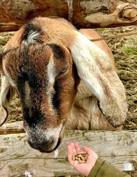 Close-up of hand feeding