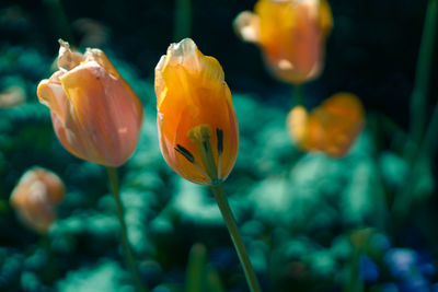 Close-up of yellow tulips blooming outdoors