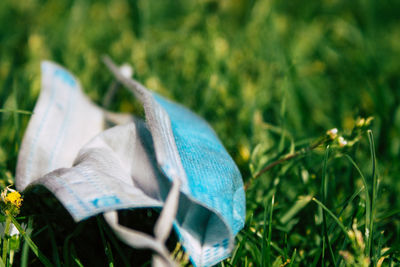 Close-up of blue flower on field