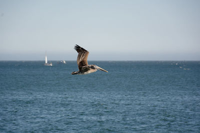 Seagull flying over sea against clear sky