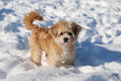 Portrait of dog on snow