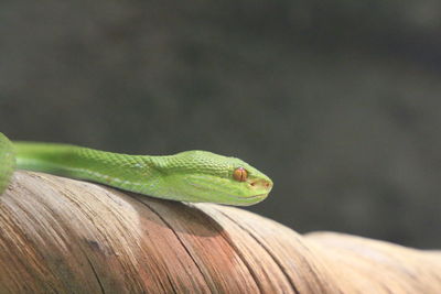 Close-up of lizard on wood