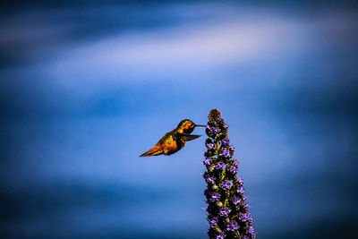 Close-up of bee pollinating on flower