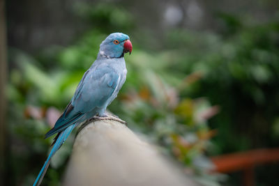 Close-up of pigeon perching