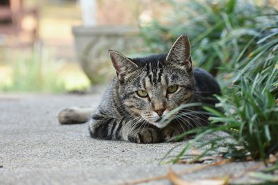 Close-up portrait of a cat