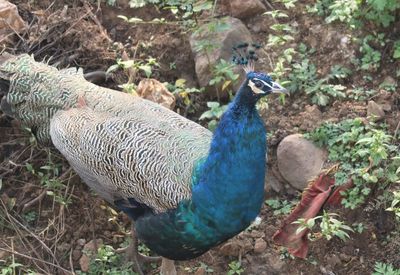 High angle view of a peacock