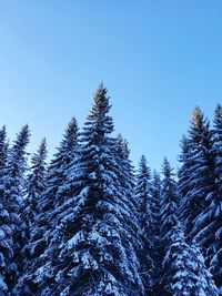 Trees against clear blue sky