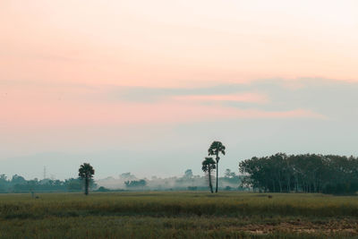 Trees on field against sky during sunset