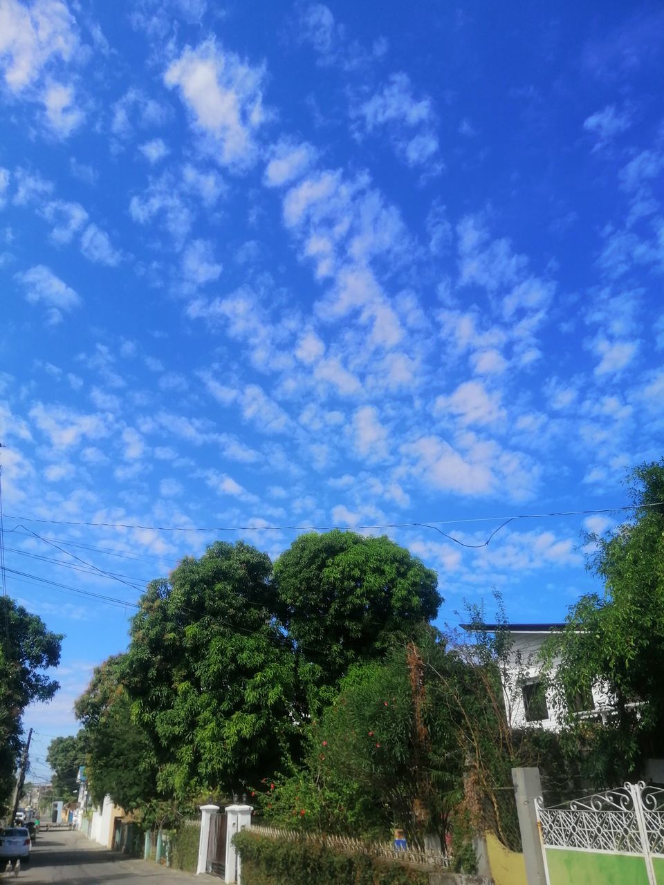 tree, plant, sky, cloud, nature, architecture, built structure, day, blue, no people, building exterior, outdoors, city, residential area, transportation, road, growth, green, street