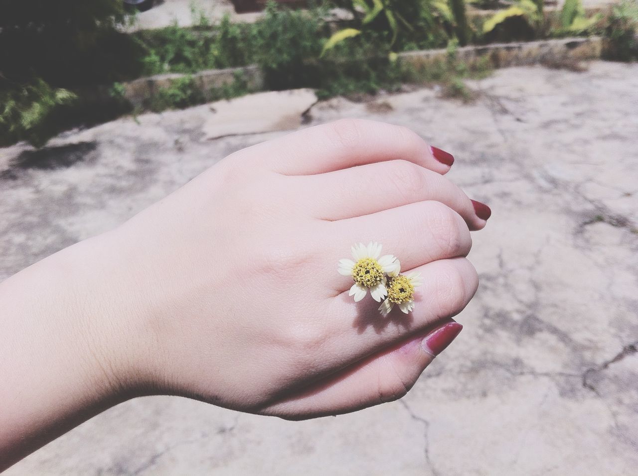 CLOSE-UP OF PERSON HAND HOLDING RED ROSE FLOWER